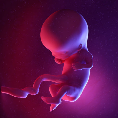 fetus at 11 weeks