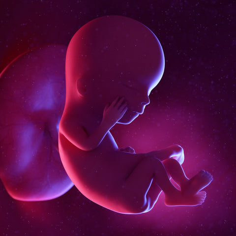 fetus at 12 weeks