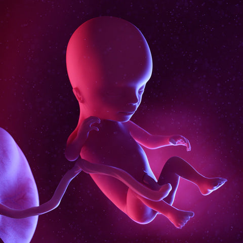 fetus at 14 weeks pregnant