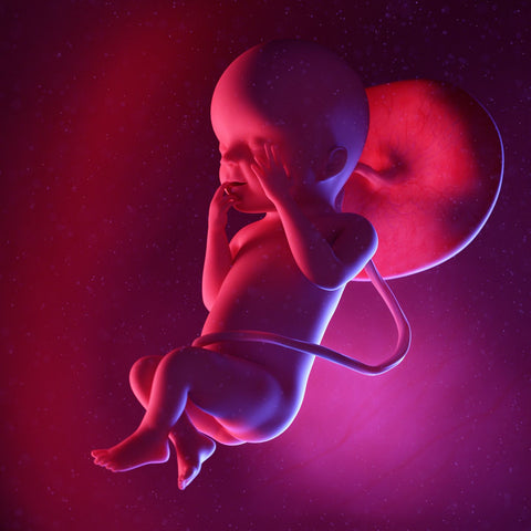 week 23 foetus