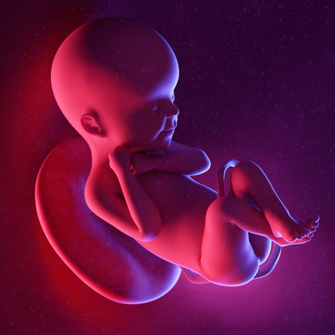 week 24 foetus