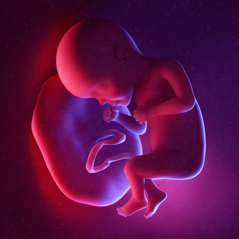 week 27 foetus