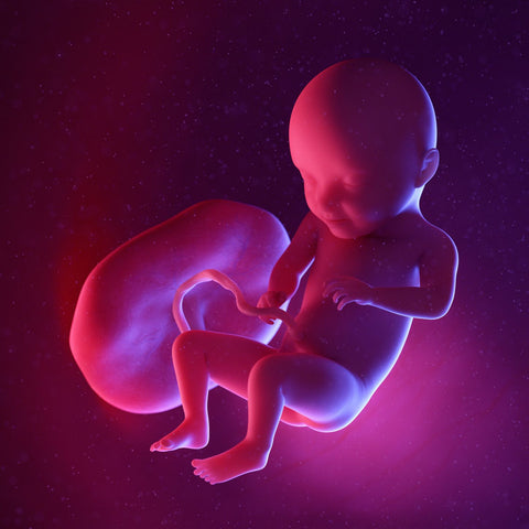 week 31 foetus