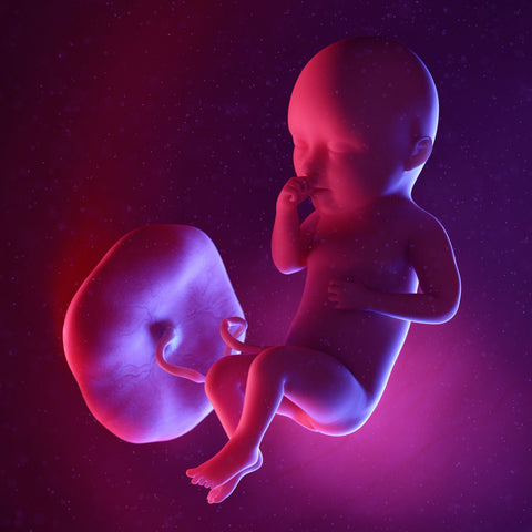 week 34 foetus