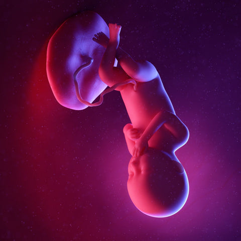 week 36 foetus