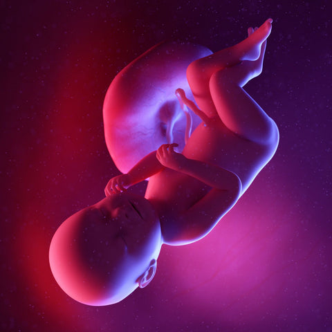 week 38 foetus